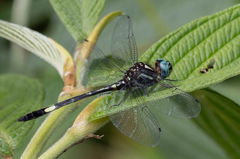 Brechmorhoga pertinax (Masked Clubskimmer) male.jpg